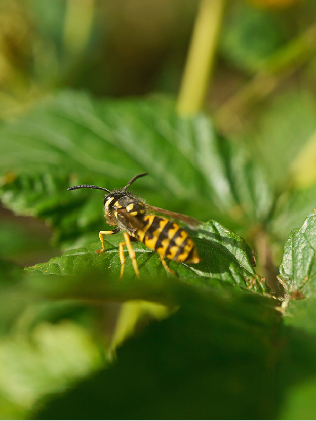 말벌에 쏘이면 죽을 수도 있다고?