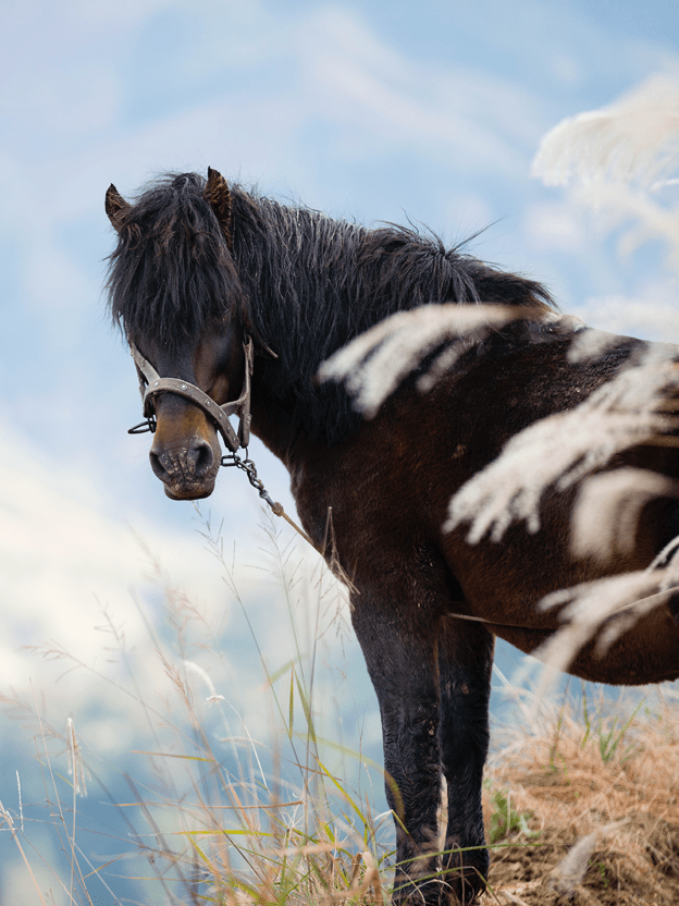 말도 살찌고, 나도 살찌고?